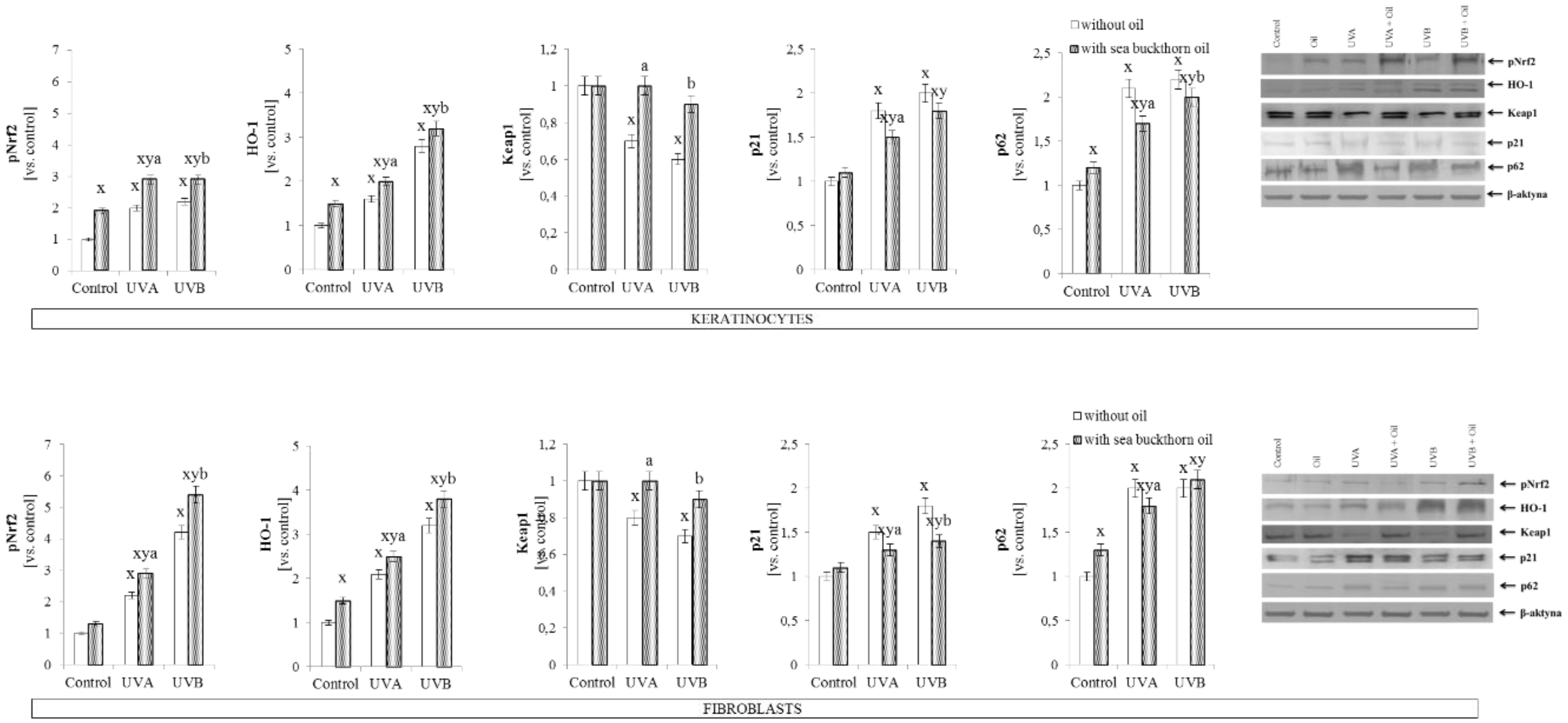 Sea buckthorn seed oil modulates Nrf2, HO-1, Keap1, p21, and p62 expression in UV-exposed skin cells.